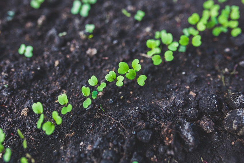 arugula-762557_1280.jpg