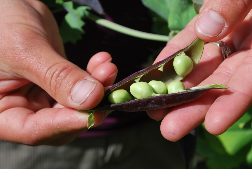 peas-633948_1280.jpg