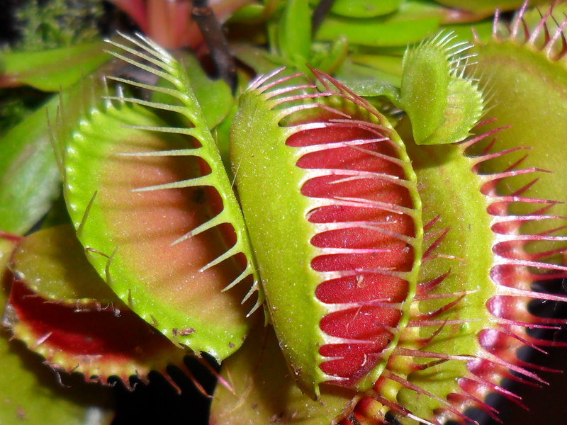 venus_flytrap_2_by_kroszi102.jpg