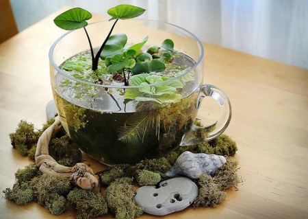 diy-mini-water-garden.jpg