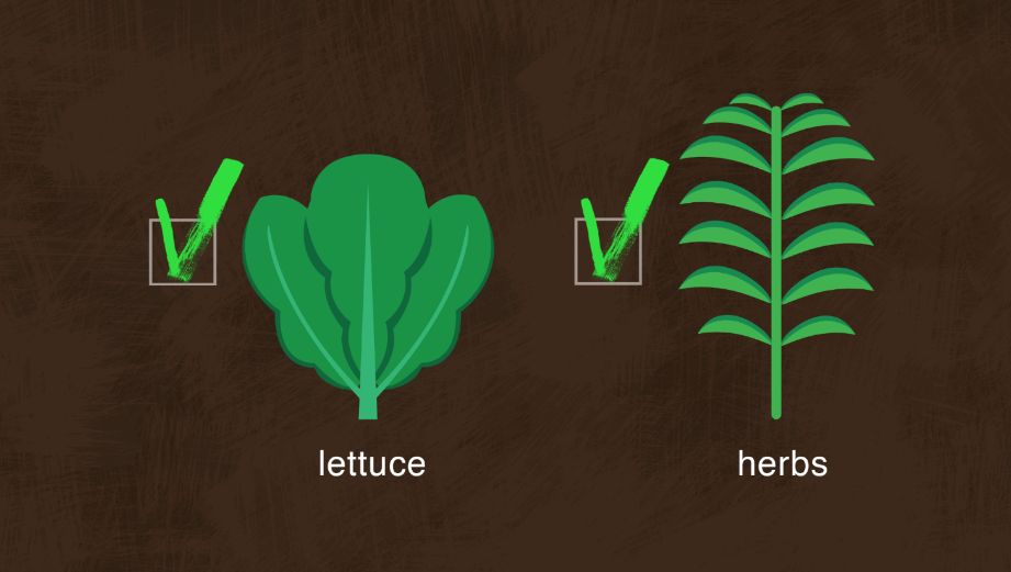 lettuce_herbs.jpg