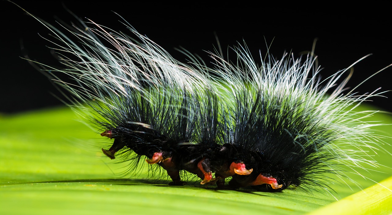 caterpillar-399164_1280.jpg