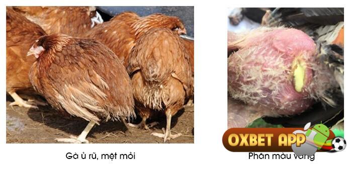 Tìm hiểu nguyên nhân gà bị thương hàn