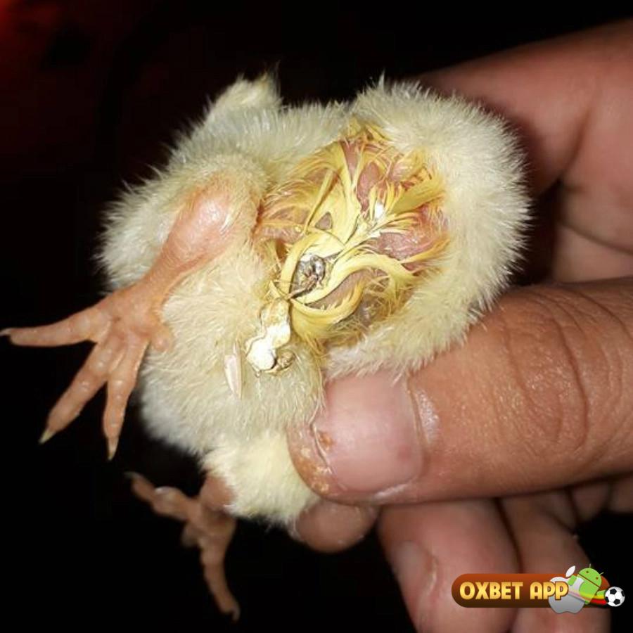 Nhận biết ngay dấu hiệu gà bị thương hàn mà bạn cần chú ý