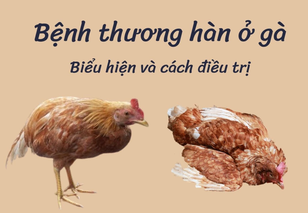 Cách chữa gà bị thương hàn như thế nào để có hiệu quả?